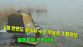 4월 민물붕어 저수지 수로 부남호 안면도 조황정보