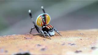 작지만 화려한 공작 거미 (Peacock spider)