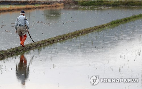 소가니 내린 논둑 걷는 농민