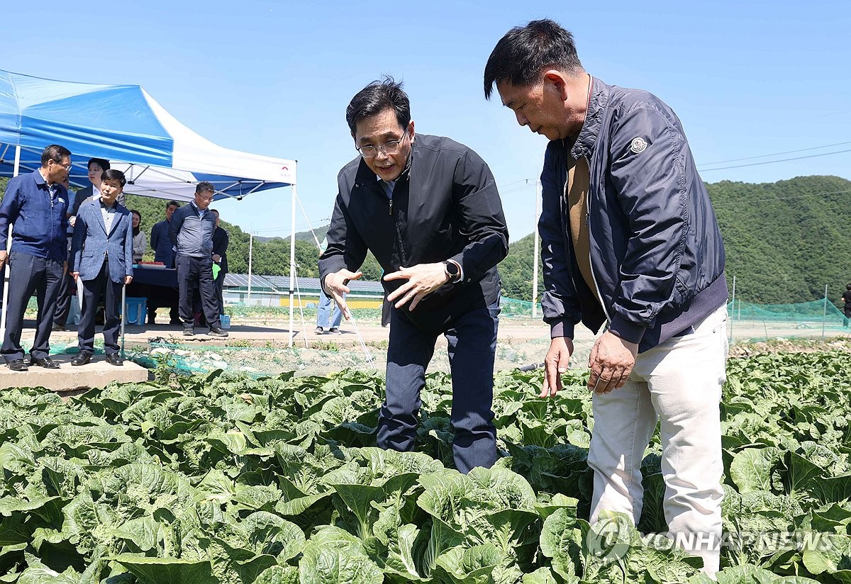 봄배추 작황 점검하는 한훈 차관