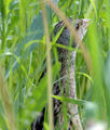 Corncrake.jpg