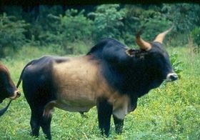 Bos namadicus.jpg