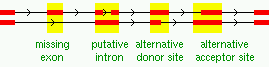 Splice variants