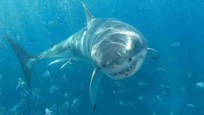 Hombre de 24 años que practicaba buceo muere tras ser atacado por un tiburón en remotas islas de Nueva Zelandia