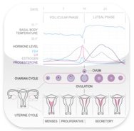 Basal Body Temperature Calculator