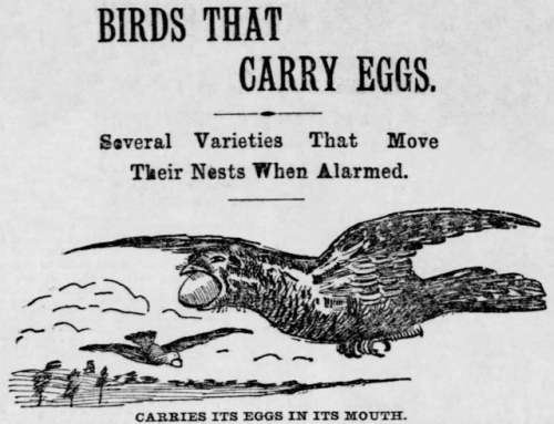 yesterdaysprint:
“ St. Louis Post-Dispatch, Missouri, June 7, 1896
”