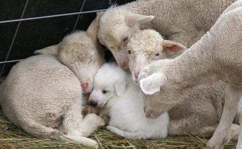 lunasong365:
“ farmcontent:
“ harvestheart:
“ Puppy in cozy, toasty warm, comfort. Taken into the flock.
”
worth pointing out that appears to be a great pyrenees dog AKA a livestock guardian dog. :)
they’re learning to cohabitate with sheep who they...