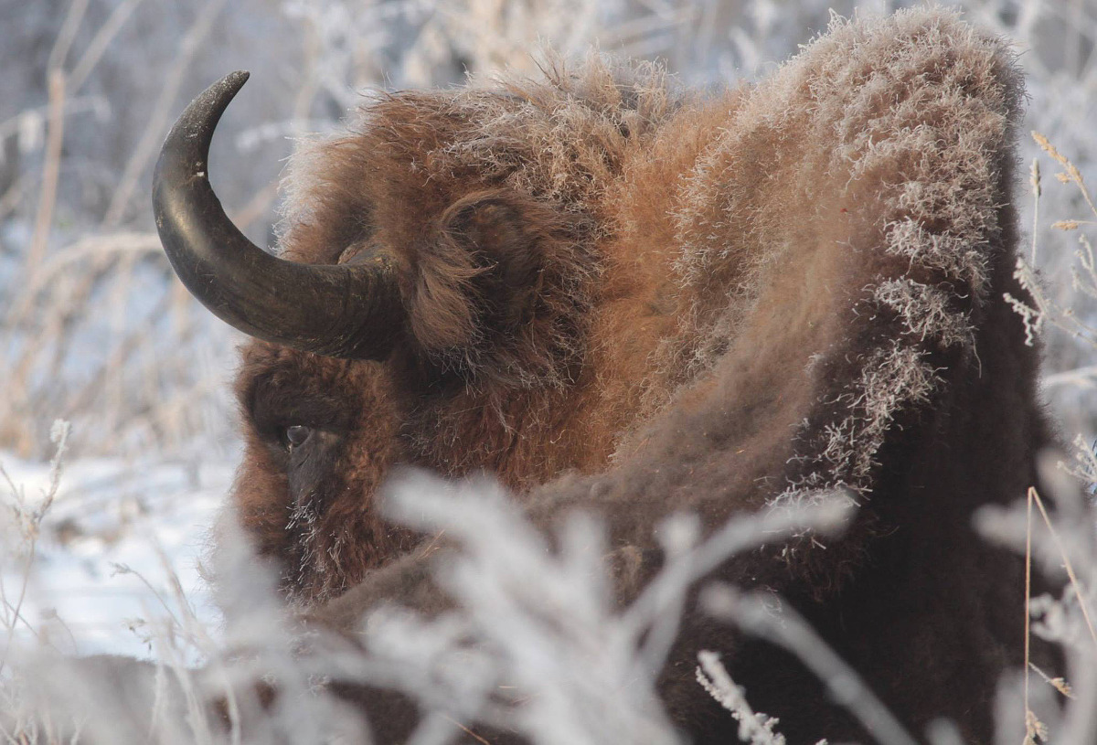 lamus-dworski:
“Wisent - European bison (pol. żubr) photographed in Poland. Image © Wojciech Sobociński via Puszcza Białowieska.
”