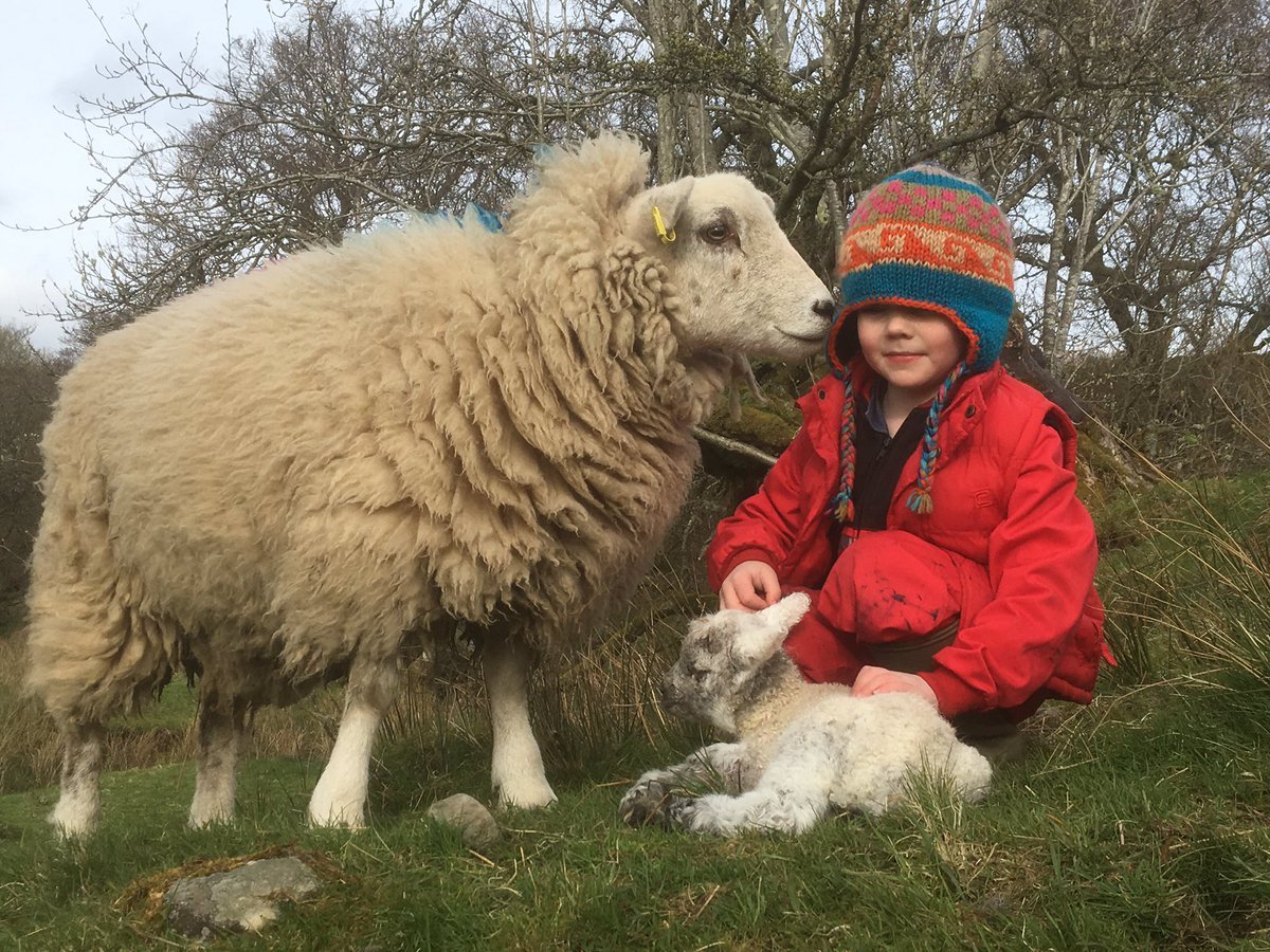 pagewoman:
“  “My son’s sheep lambed. They are old friends. He bottle fed it last year. It hasn’t forgotten.”
by James Rebanks
”