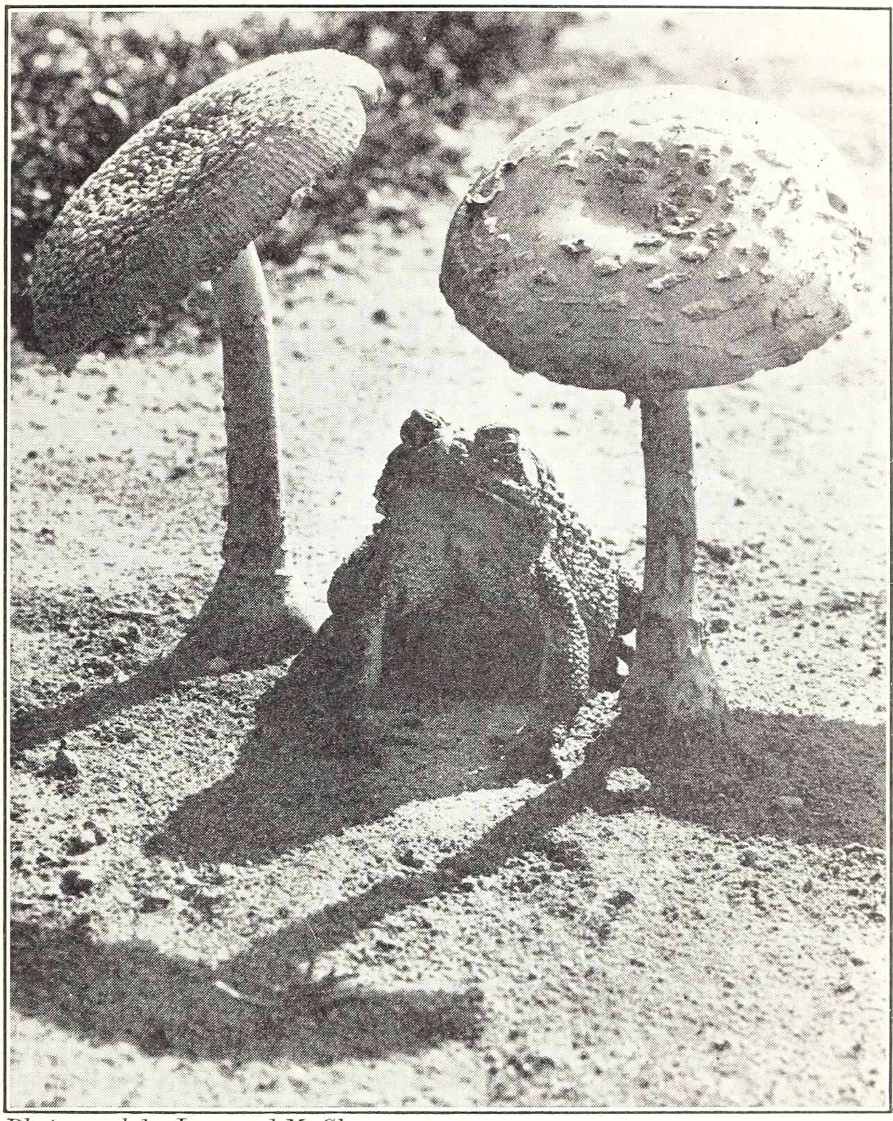 nemfrog:
“ “With its protective coloring this toad feels much at ease near mushrooms.” Elementary Science by Grades, Book Five. 1930.
Internet Archive
”