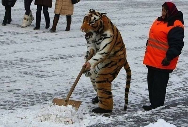 killuo:
“ ghostcongregation:
“sad how we treat are animals….
”
That is not funny
That is not cute
It is animal abuse
TIGERS ARE NOT SUPPOSED TO SCOOP SNOW
TIGERS ARE NOT SUPPOSED TO BE STANDING ON TWO LEGS
Why the fuck do you think tigers who get...