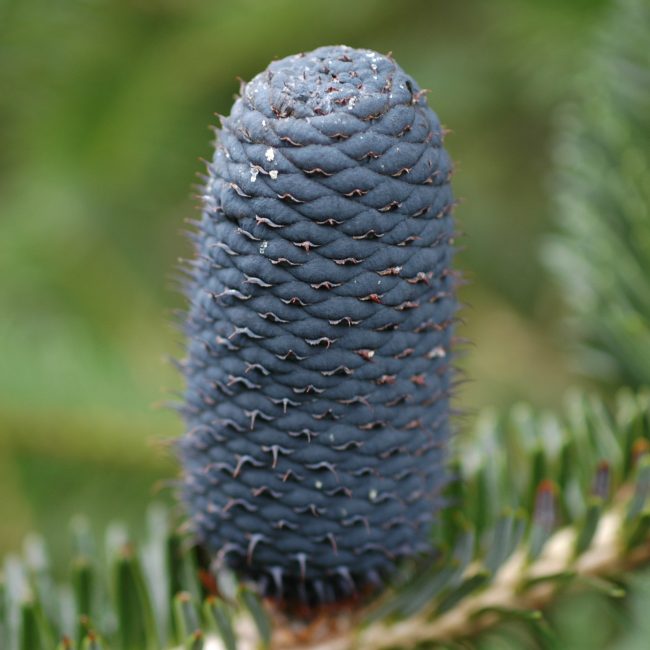 Abies densa Griff.