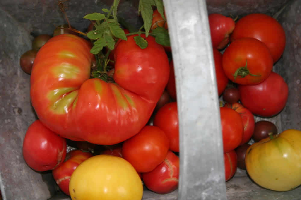 garden pickings