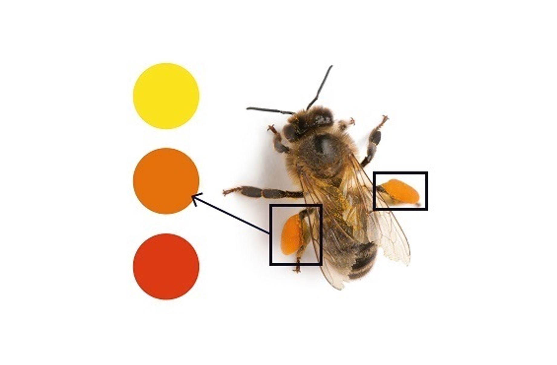 Pollen diversity