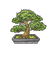 DW Bonsai Plant.png