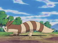 Julie's Furret