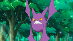 Brock Crobat.png