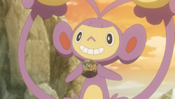 Ambipom anime.png