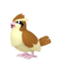 Pidgey