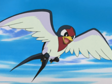 Ash Taillow.png