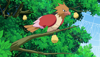 Goh's Spearow