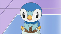 Professor Rowan's Piplup