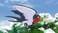 Goh's Taillow