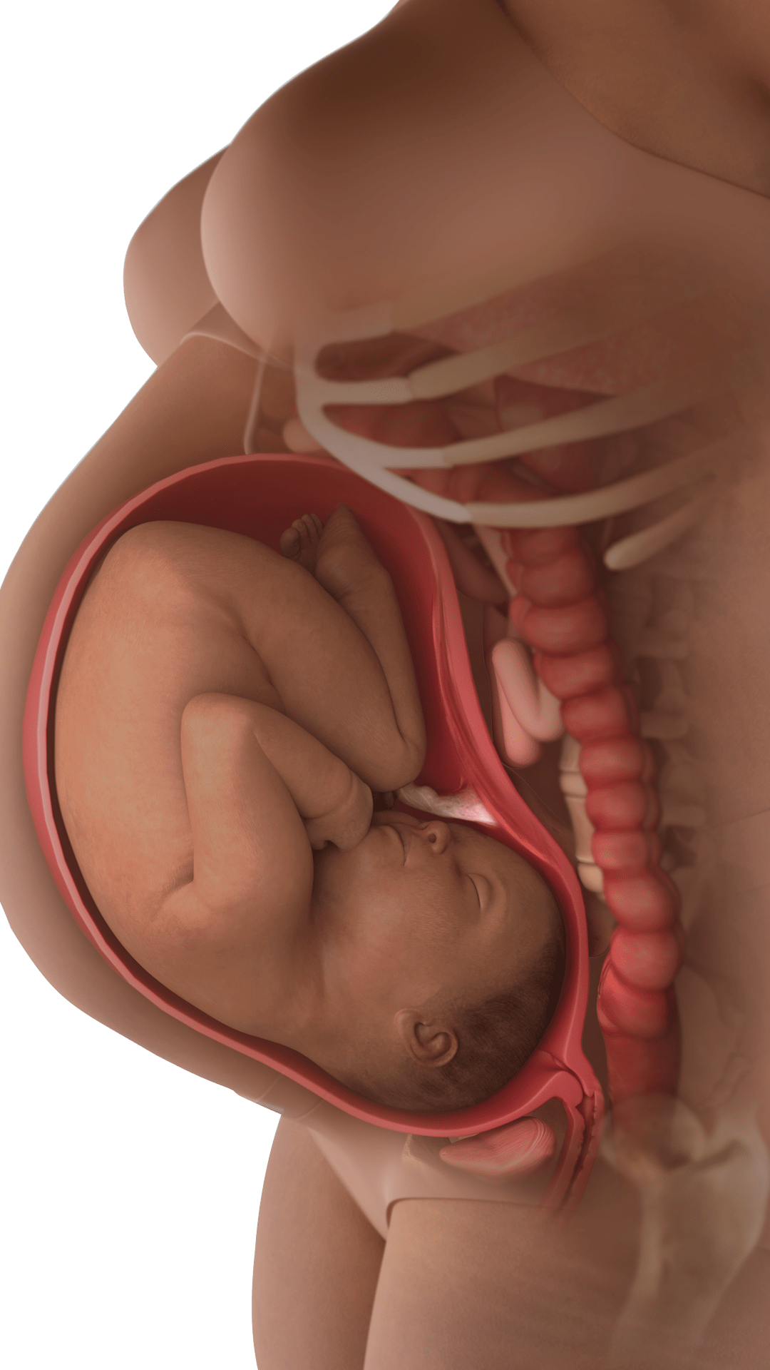 baby in womb at 38 weeks, compressing bladder