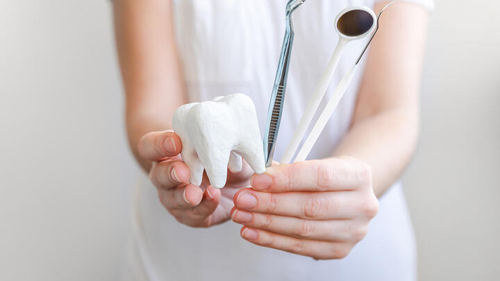 Hands holding a model of tooth and dentist tools