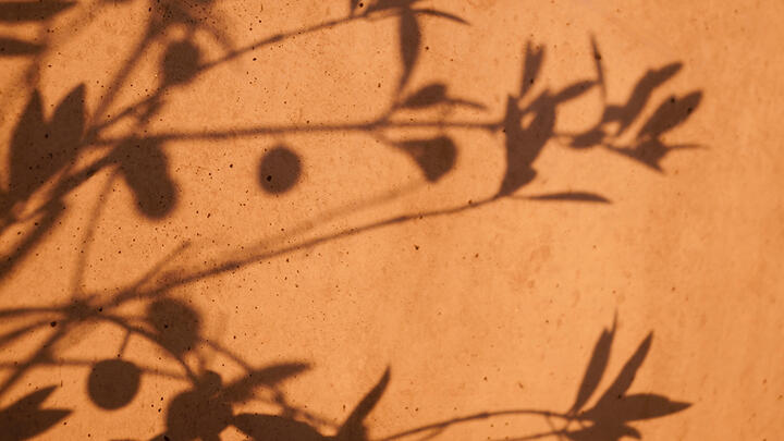 A shadow of olive oil branches on an orange painted wall