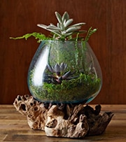 How To Make A Terrarium