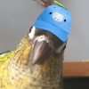 @bugsbirb