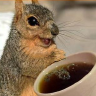 @coffee-squirrel