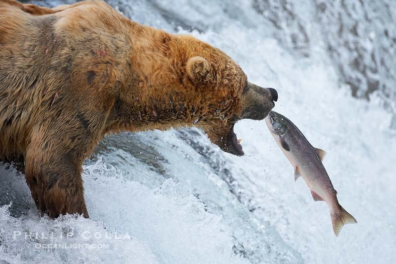 Brown Bears