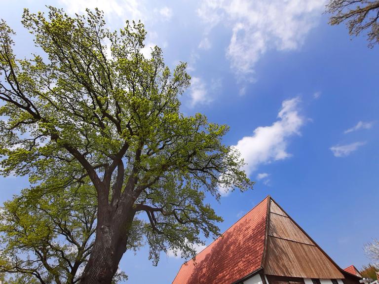 Bild einer Linde, daneben das Dach eines Hauses