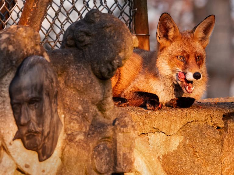 Ein Fuchs sitzt auf einer Berliner Friedhofsmauer und sonnt sich im Licht der tief stehenden Wintersonne. Dabei steckt er die Zunge heraus und leckt sich die Lefzen.