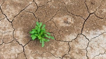 A plant growing after a fire or drought in the photo visualizes what adaptability looks like in the face of change. 