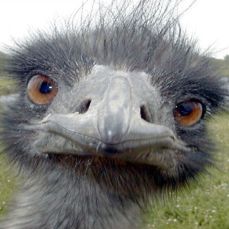 Emu