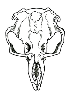 gopher skull