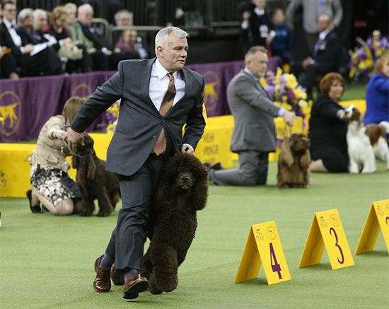 Dog show competition