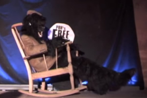 A Young Man Dressed As A Gorilla Dressed As An Old Man Sits Rocking In A Rocking Chair For Fifty-Six Minutes And Then Leaves