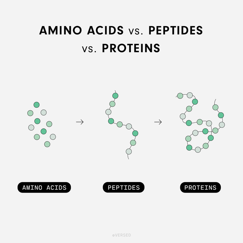 Amino Acids vs Peptides vs Proteins