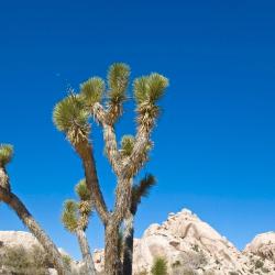 Twentynine Palms 3 lúxustjöld