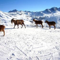 Saint-Jean-de-Maurienne Smučarska letovišča (32)