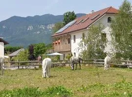 Lipizzaner Lodge Guest House