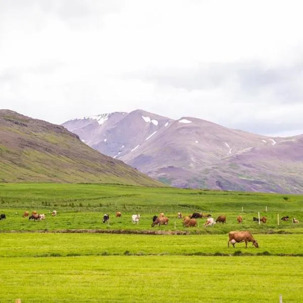 Erpsstadir Cottage, hotell sihtkohas Búðardalur