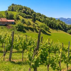 Styrian Wine Road 11 шале