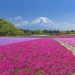 Yamanashi 17 dağ evi