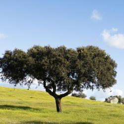 Alentejo 30 dağ evi