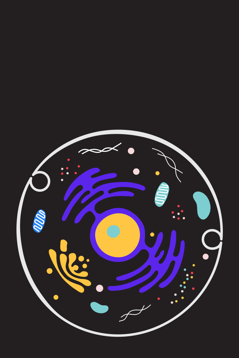 Colorful illustration of the inside of a human cell including the nucleus and organelles such as the mitochondria, endoplasmic reticulum, and golgi apparatus surrounded by the cell membrane.